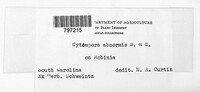Cytospora abnormis image